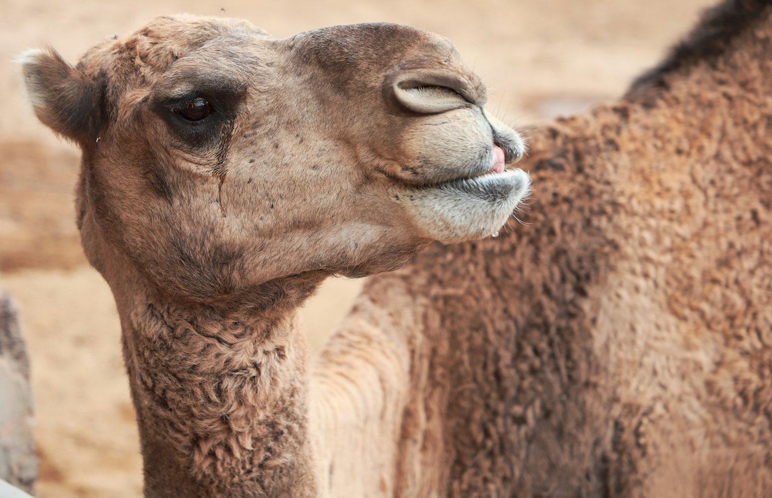 Camellos en desierto de Gran Canarias